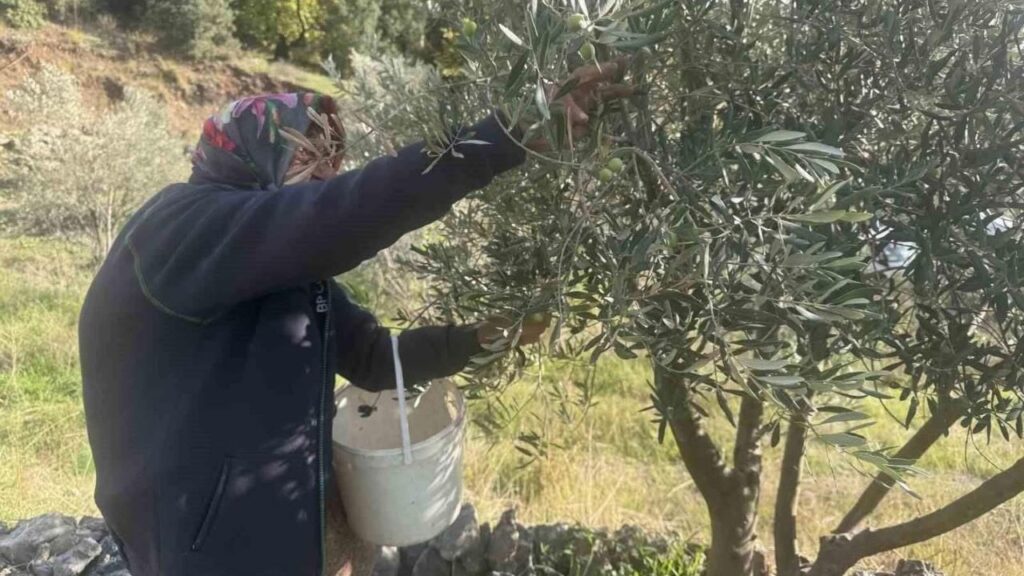 88’lik Emine nine zeytin hasadında rekor kırıyor – Birlik Haber Ajansı