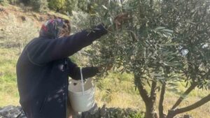88’lik Emine nine zeytin hasadında rekor kırıyor – Birlik Haber Ajansı