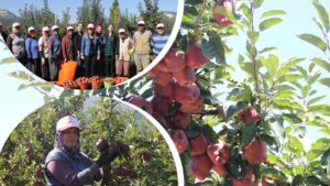 Isparta elması cep yakacak – Birlik Haber Ajansı