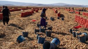 Karatay’da soğan hasadı başladı – Birlik Haber Ajansı