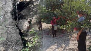 Eğirdir’de elma bahçesinde obruk oluştu – Birlik Haber Ajansı