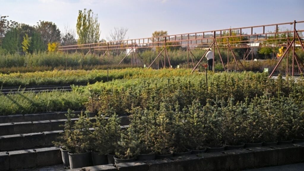 Milli Ağaçlandırma Günü’nde hedef 15 milyon fidanın sahiplenilmesi – Birlik Haber Ajansı