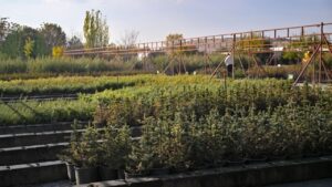 Milli Ağaçlandırma Günü’nde hedef 15 milyon fidanın sahiplenilmesi – Birlik Haber Ajansı