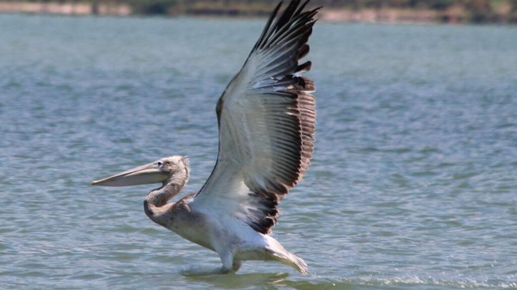 Oltaya takılan pelikanın hayatını balıkçılar kurtardı – Birlik Haber Ajansı