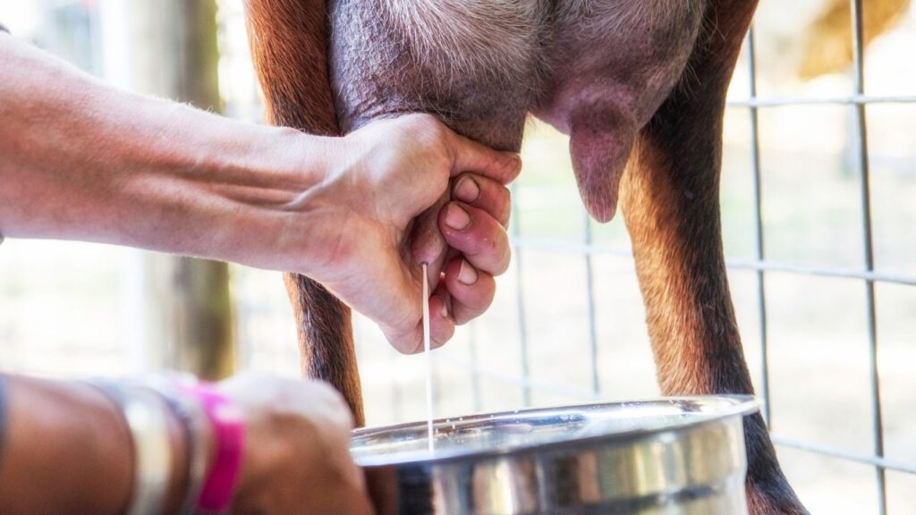 Şap krizi süt üretimini vurdu: Eylül ayında üretim düştü – Birlik Haber Ajansı