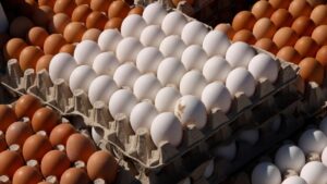 Tavuk eti üretimi artışta, yumurtada gerileme sürüyor – Birlik Haber Ajansı