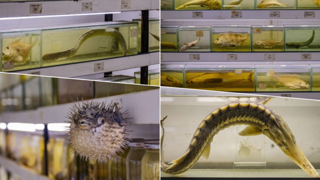 Türkiye’nin denizlerinde balık türlerindeki azalma alarm vermeye başladı – Birlik Haber Ajansı