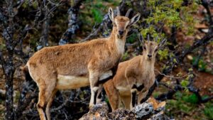 Yaban keçilerini avlayan 3 kişiye 1,9 milyon lira ceza – Birlik Haber Ajansı