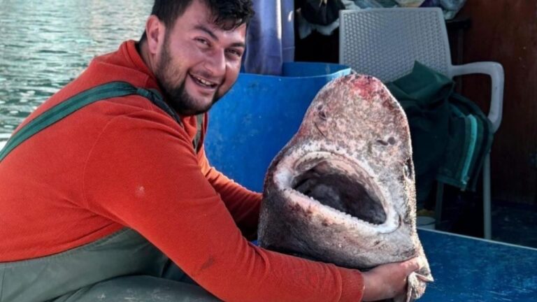 Yalova’da bir balıkçı 4 metrelik köpek balığı yakaladı – Birlik Haber Ajansı