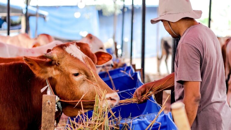 Yerli sığır sayısı yüzde 85 azaldı: Hayvancılık ithalata bağımlı oldu – Birlik Haber Ajansı
