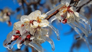 Zirai Don’dan Etkilenen Ürünlere yeni destekleme ödemesi – Birlik Haber Ajansı