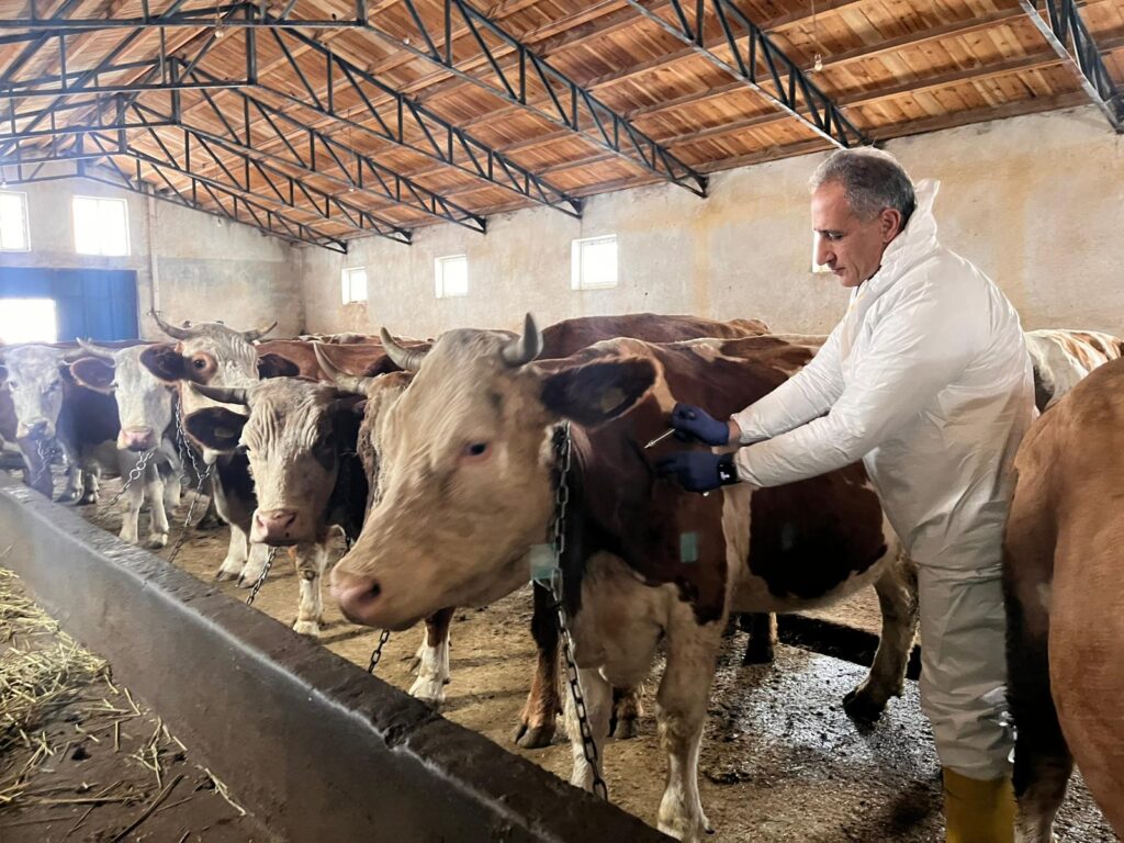 Kars’ta Buzağı kayıplarına karşı septisemi aşısı seferberliği sürüyor