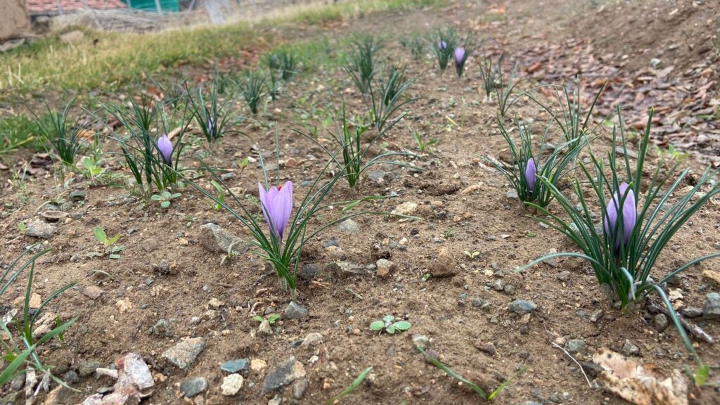 Kralların Baharatı Kırıkkale’de toprakla buluştu – Birlik Haber Ajansı