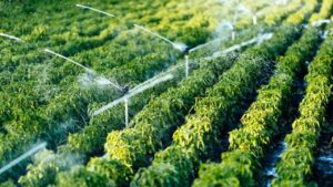 DAP Bölge Kalkınma İdaresi 12 yılda 2 bin 86 projeye destek verdi – Birlik Haber Ajansı