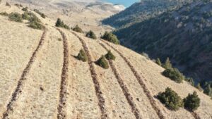 Doğu Anadolu’da yaklaşık 9 milyon fidan ve tohum toprakla buluşturuldu – Birlik Haber Ajansı