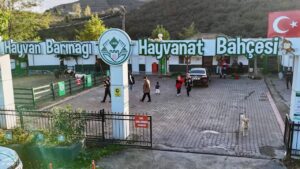 Giresun Belediyesi hayvan barınağı örnek çalışmaları – Birlik Haber Ajansı