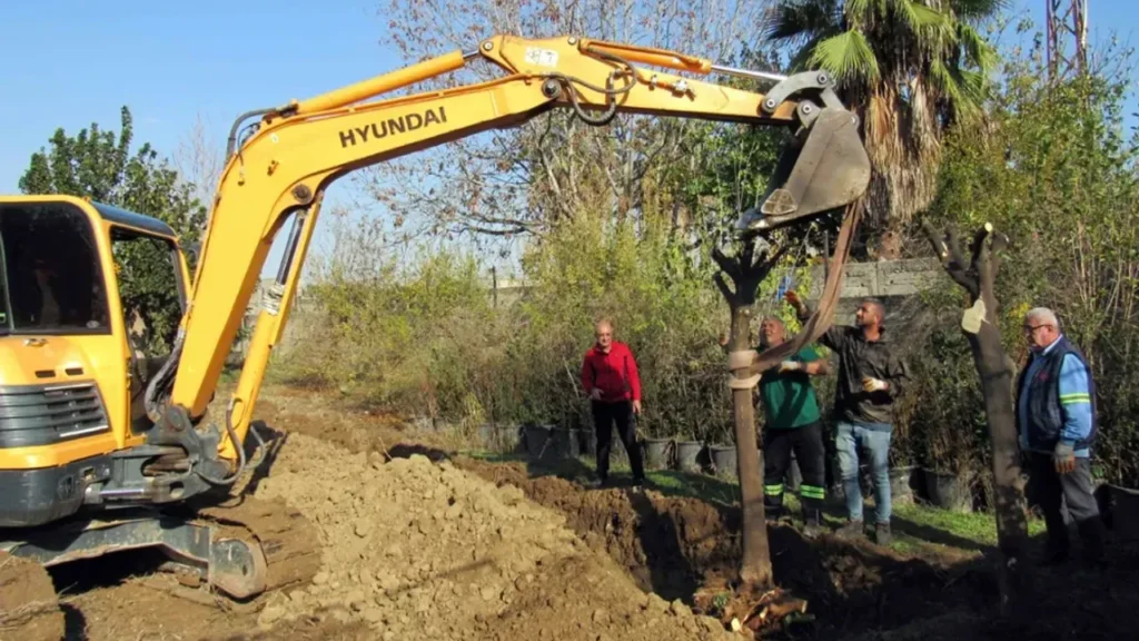 Kavşak düzenlemesi çalışmalarında ağaç kesimi yok, ağaç nakli var… – Birlik Haber Ajansı