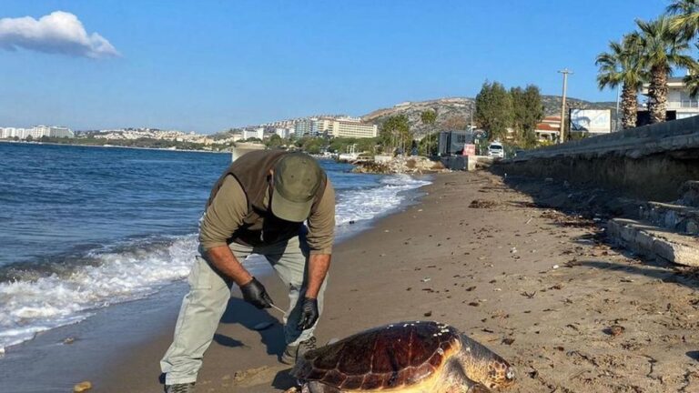 Kuşadası’nda 3 deniz kaplumbağası ölü bulundu – Birlik Haber Ajansı