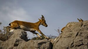 Antalya’da yaban keçisi avcılığına rekor ceza! – Birlik Haber Ajansı