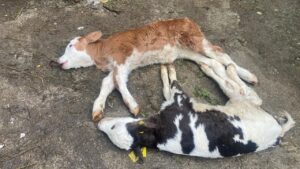 Düzce’yi “Şap” korkusu sardı – Birlik Haber Ajansı