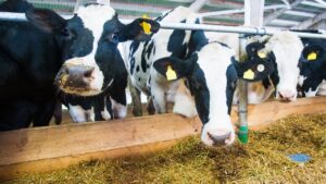 Süt üretiminde düşüş sürüyor: İşletmelerin topladığı süt miktarı azaldı – Birlik Haber Ajansı