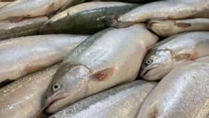 Türk somonu dünya pazarında büyüyor: Hedef milyar dolar – Birlik Haber Ajansı