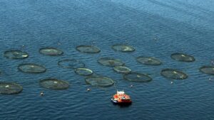 Türkiye, Akdeniz ve Karadeniz balıkçılığında lider konumda – Birlik Haber Ajansı