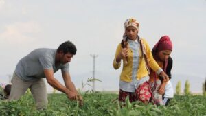 Tarım işçileri için 2026 yevmiye tavsiyesi açıklandı – Birlik Haber Ajansı