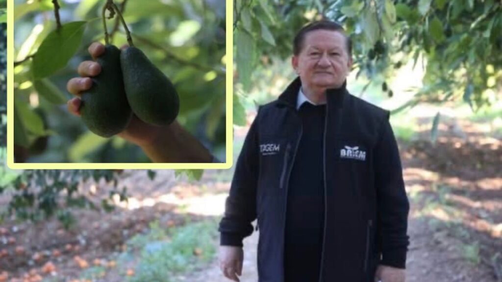 Antalya Avokado Üretiminde Rekor Kırdı – Birlik Haber Ajansı