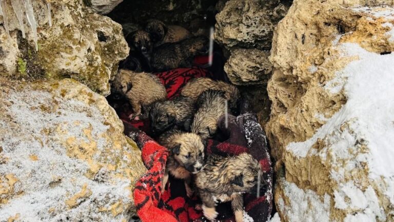 Şırnak’ta donmak üzere olan 12 köpek yavrusu kurtarıldı – Birlik Haber Ajansı