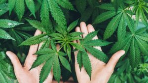 Kenevir yetiştiriciliğinde yeni dönem – Birlik Haber Ajansı