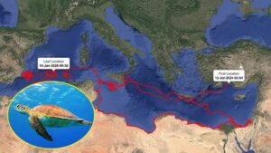 Caretta Gümüş 24 Bin Km Yol Kat etti – Birlik Haber Ajansı