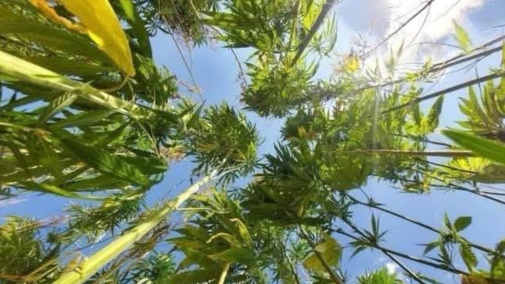 Antalya Isparta ve Burdur’da kenevir üretimine resmen izin verildi – Birlik Haber Ajansı