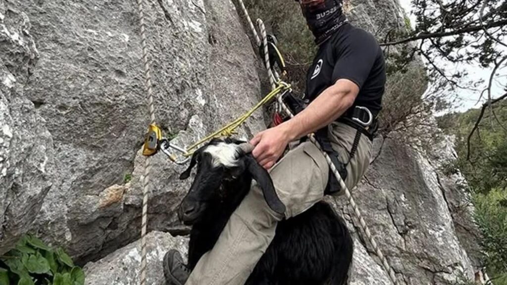 Serik’te kayalıklarda mahsur kalan keçi ve kuzu kurtarıldı – Birlik Haber Ajansı