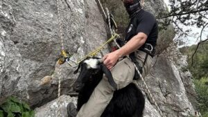 Serik’te kayalıklarda mahsur kalan keçi ve kuzu kurtarıldı – Birlik Haber Ajansı