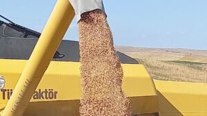 ABB Kırsal Hizmetler Daire başkanlığı % 50 hibeli nohut tohumu – Birlik Haber Ajansı